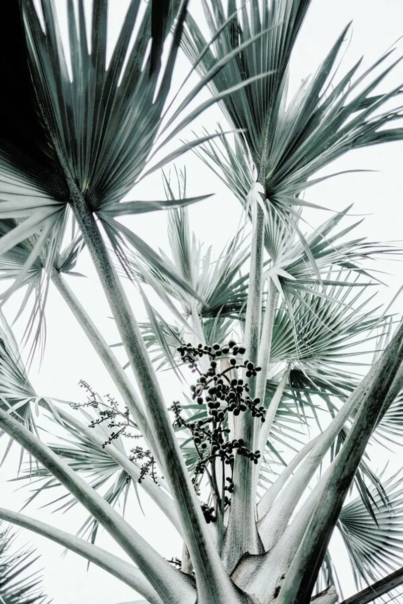 Beach Palm Fruits pellicola backlit da Chris Abatzis