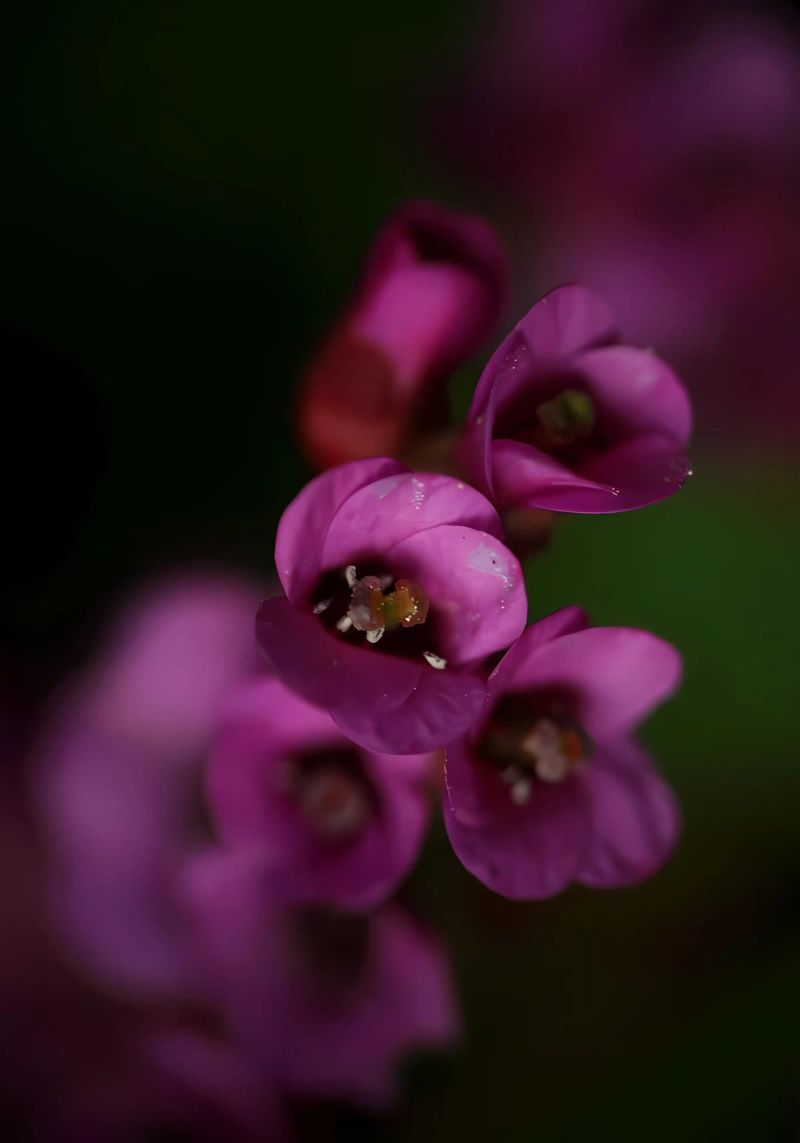 Macro fiore di pirola viola poster da Renesme