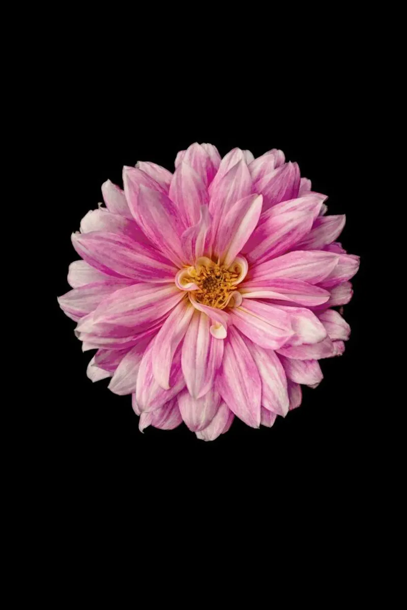 Romantic Dahlia pellicola backlit da Curious Collections by Marielle Leenders