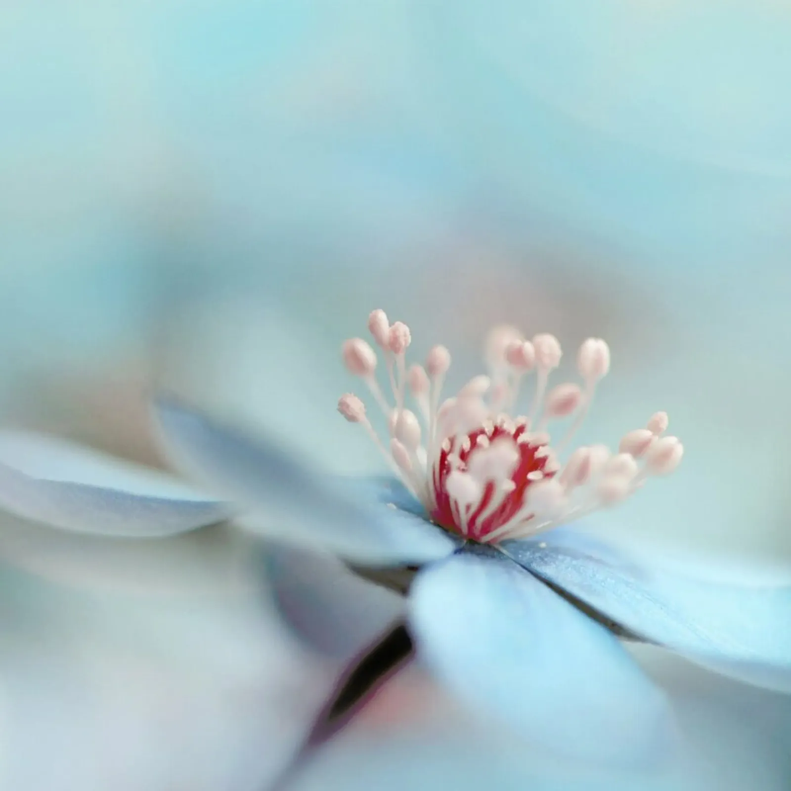 The Two of Us by Heidi Westum plexiglass da Pictufy