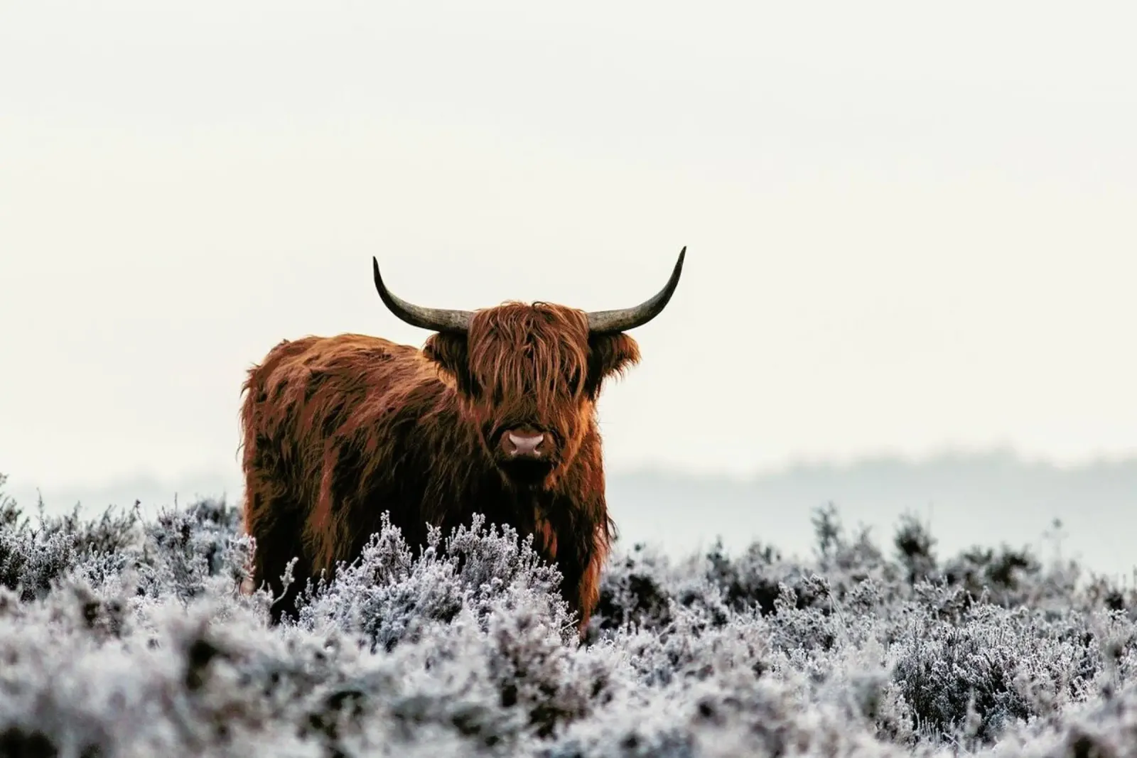 Highlander - Jaap Van Den pellicola backlit da Pictufy