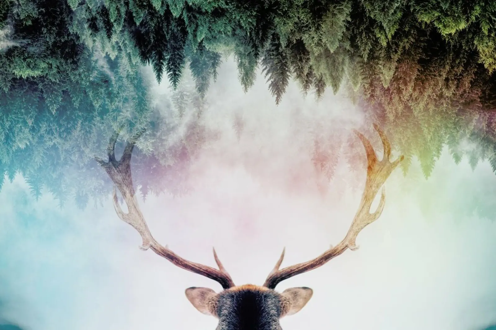 Antler carta hahnemühle da Pictufy