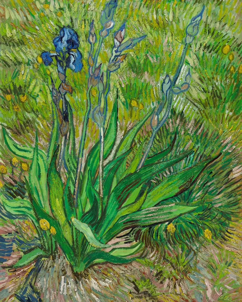 Vincent Van Gogh - L'iris poster da Timeless Artworks