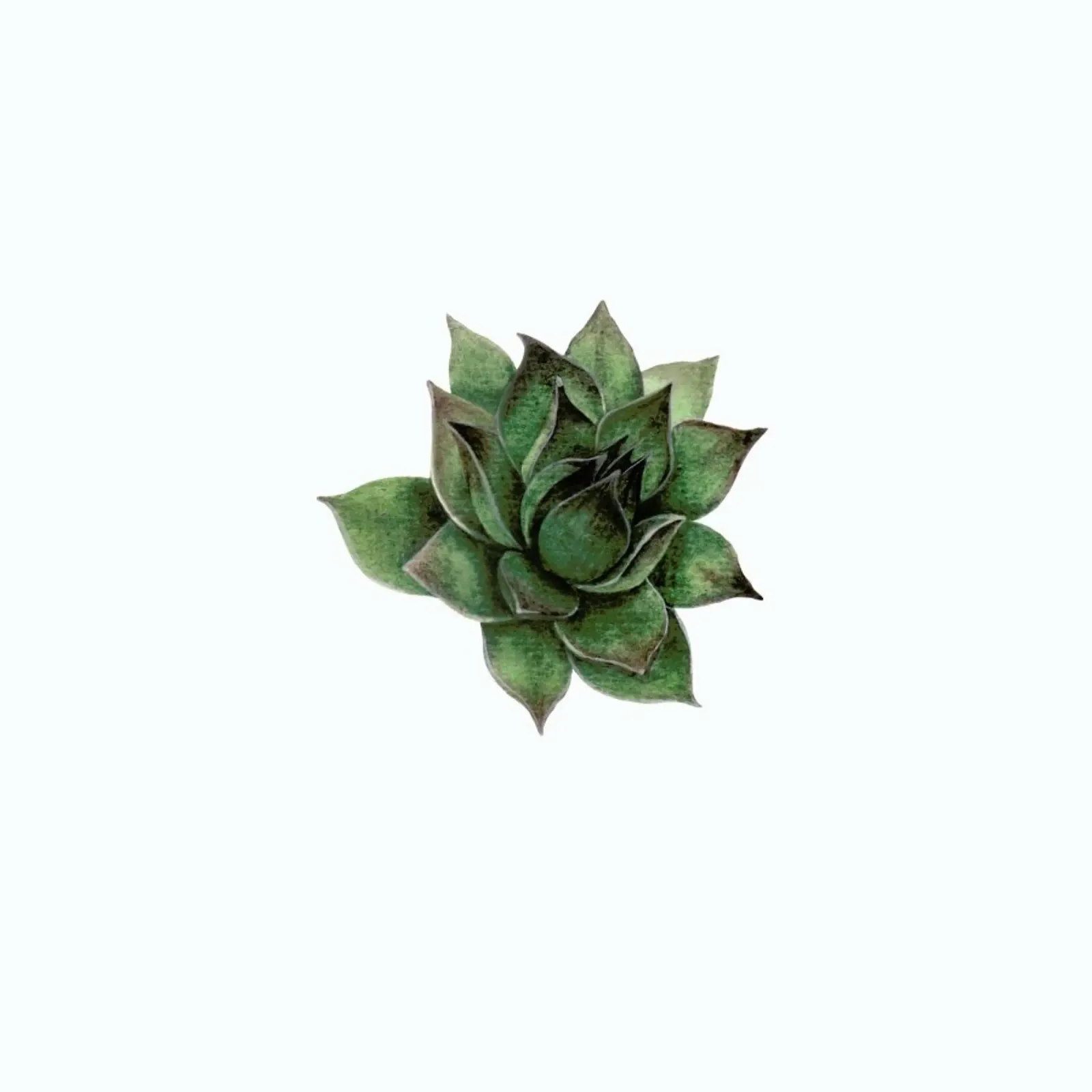 Succulent 2 pellicola backlit da Maria Vdovichenko