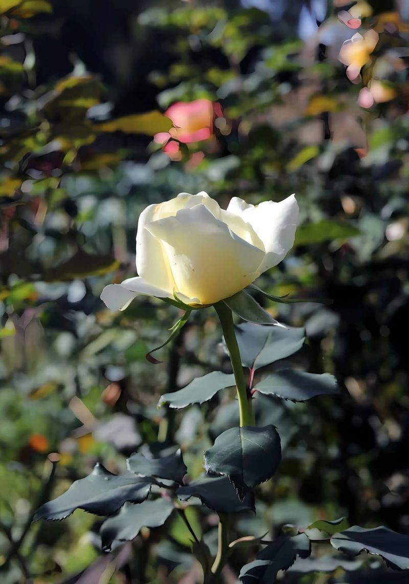 Rose 14 Poster von Desiyatnikov