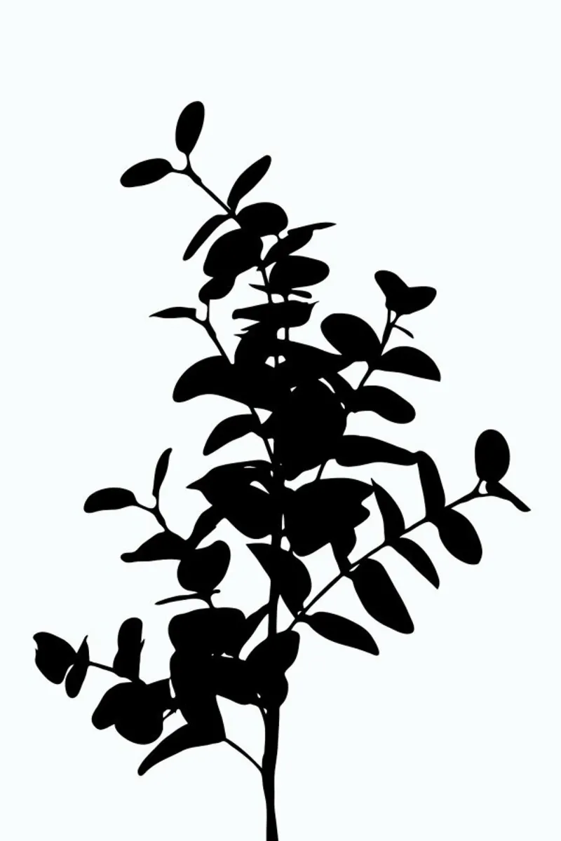Eucalyptus Bunch pellicola backlit da Oh Darling