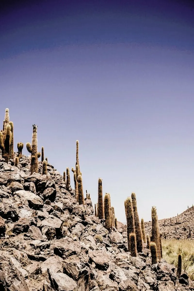 Atacama Cacti Family poster con telaio in legno da Chris Abatzis