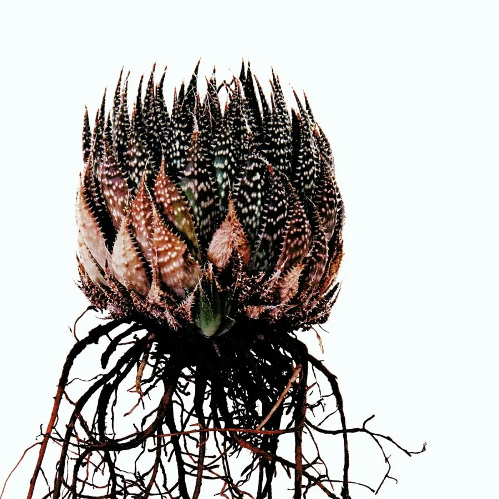 Classic Botanical Whole Plant 07 poster con telaio in alluminio da Shot By Clint