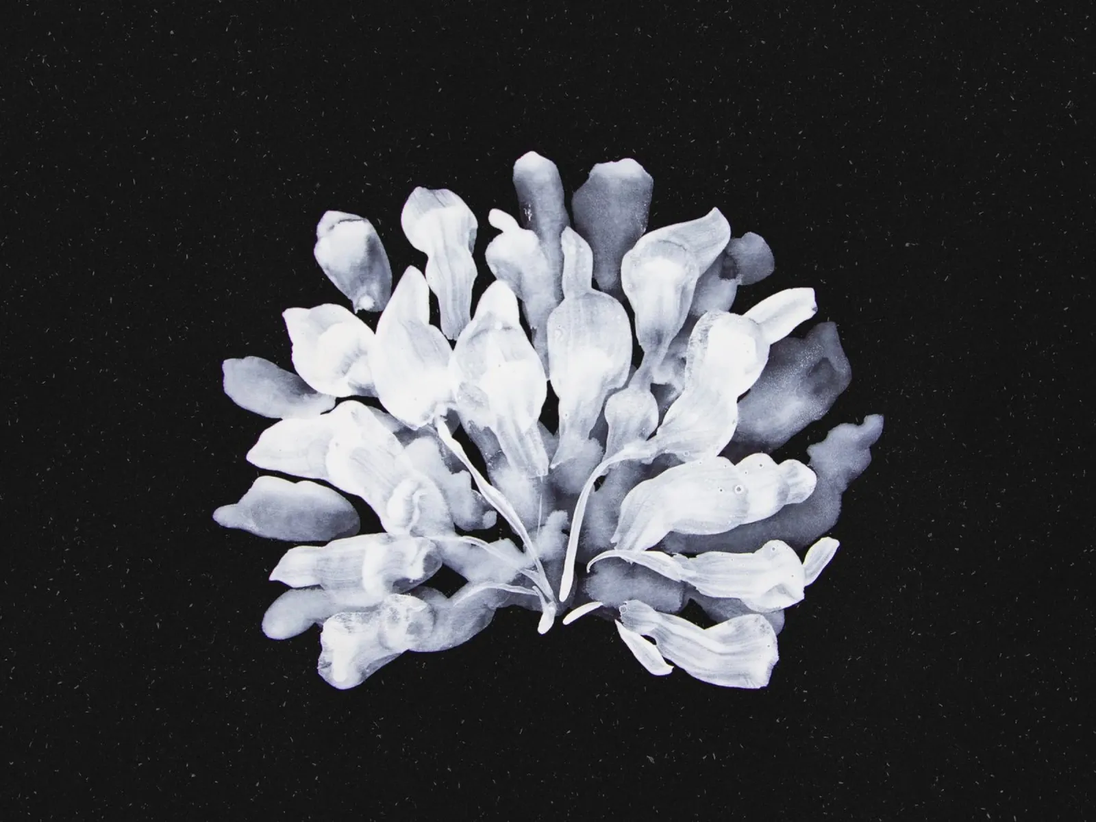 Algae poster da Leaflover