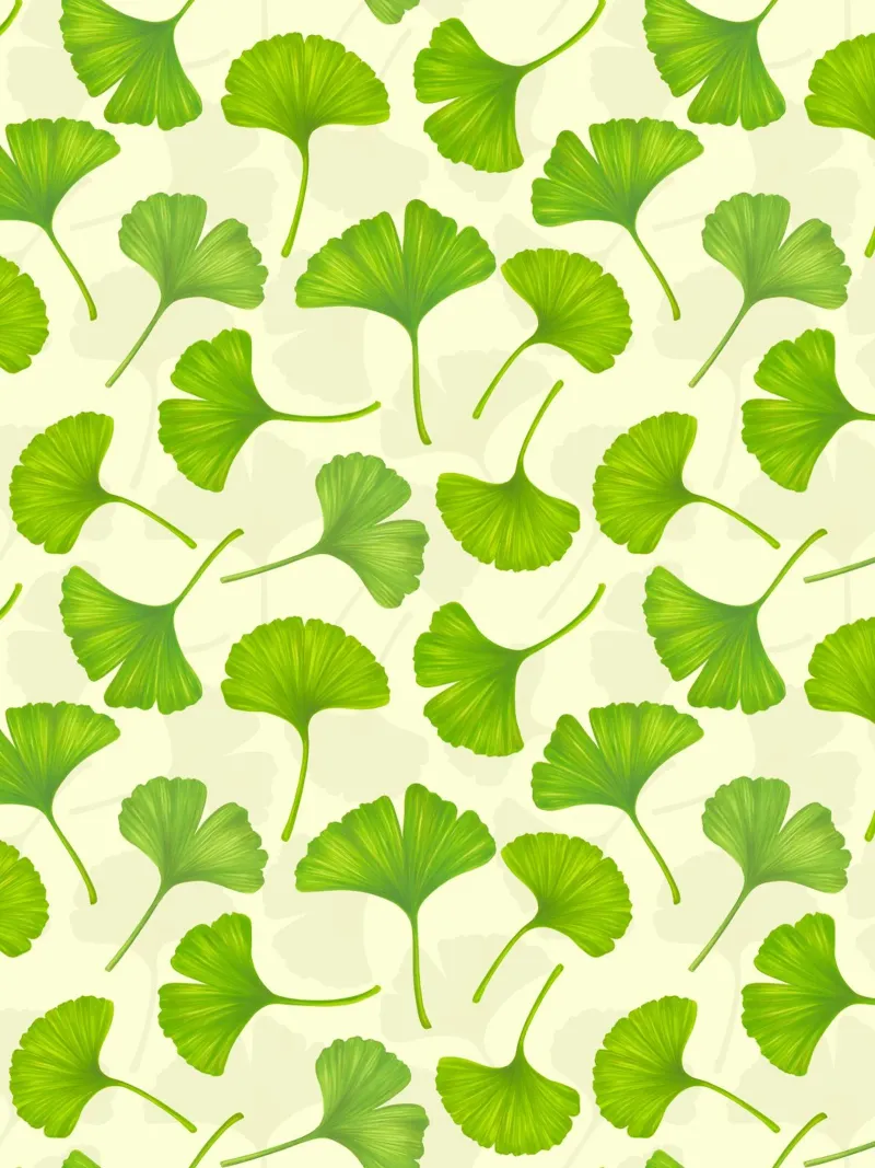 Foglie di ginkgo su bianco sporco pellicola backlit da Painted Nature