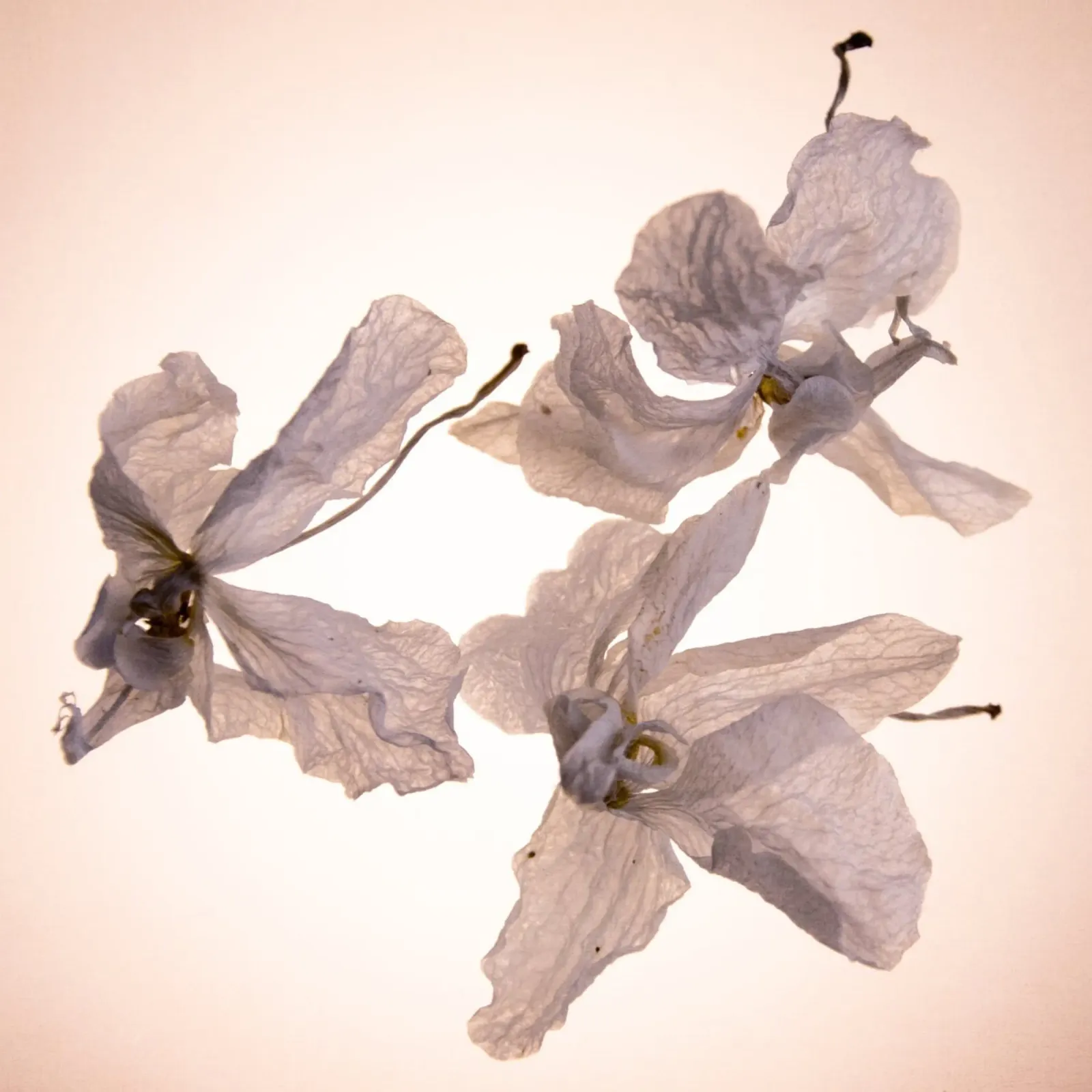 Orchidee bianche tela da Teresa André