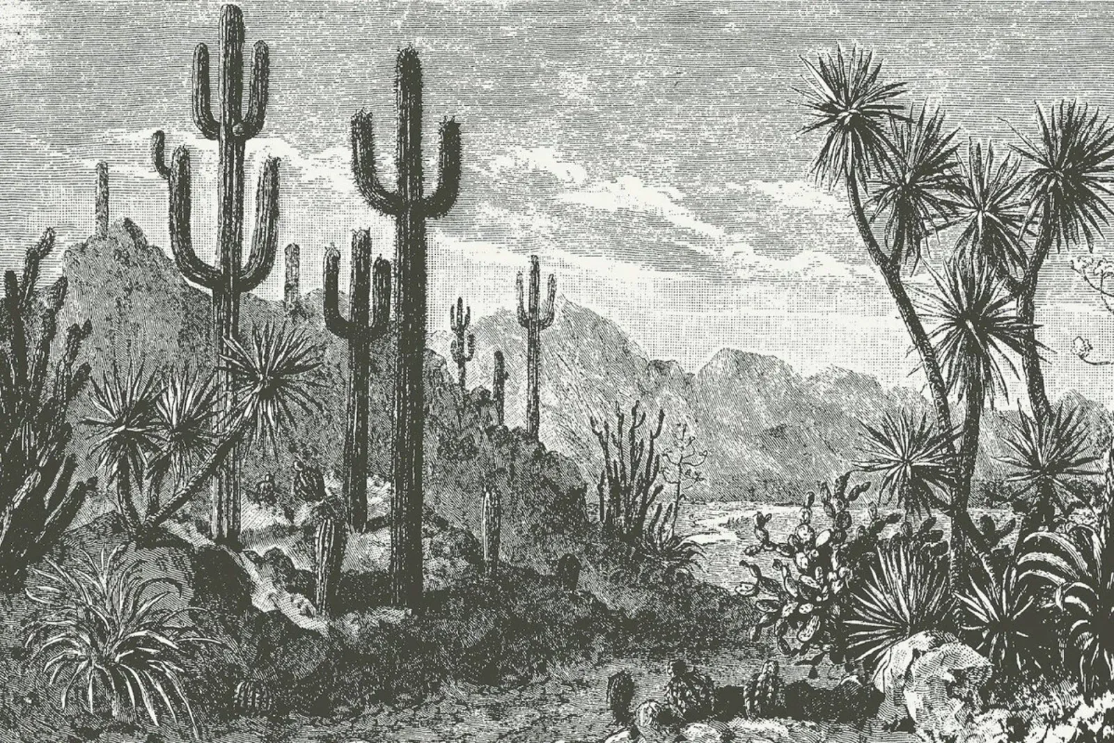 Cacti in Mountains pellicola backlit da Astër