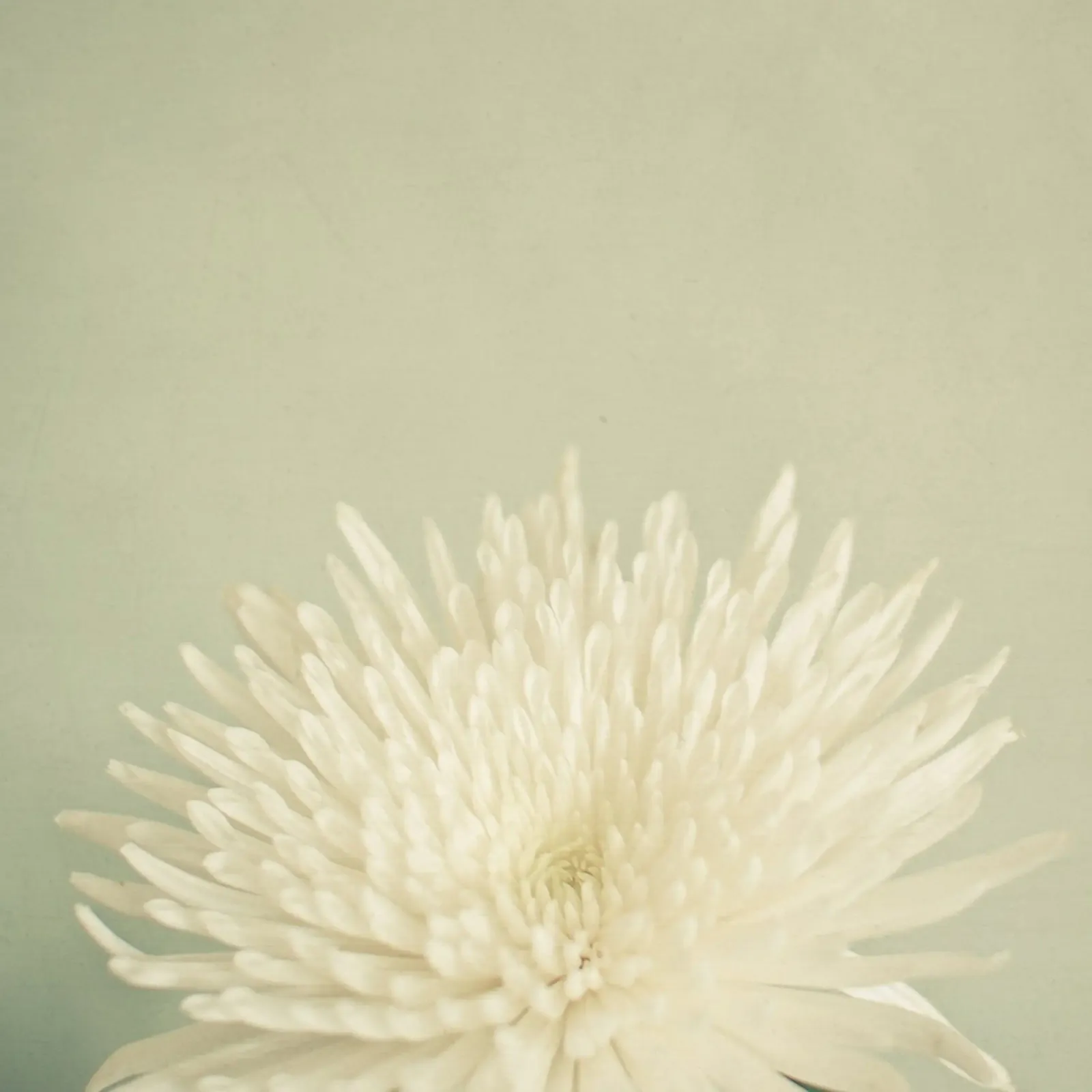 Bellezza pallida pellicola backlit da Cassia Beck Photography