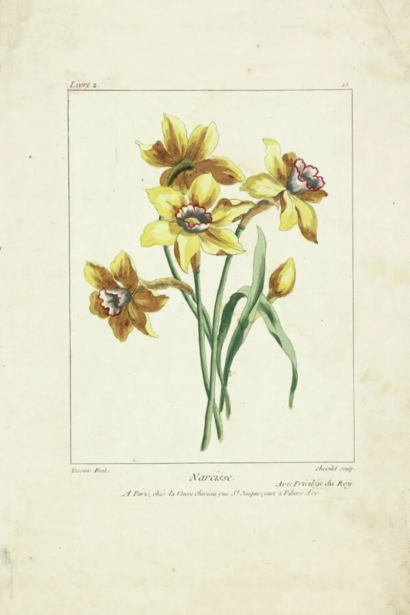 Narcisse, Caillou, Marguerite, 1755 - Justus Chevillet tela con Cornice a cassetta da Artokoloro Quint Lox Ltd