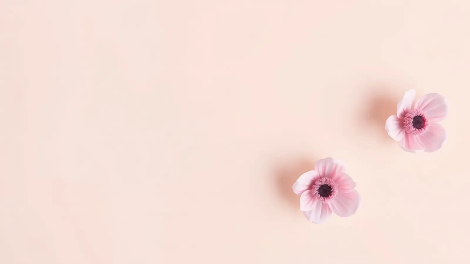 Delicati fiori rosa disposti in modo elegante su un morbido sfondo pastello. poster con telaio in alluminio da DesignDoodle
