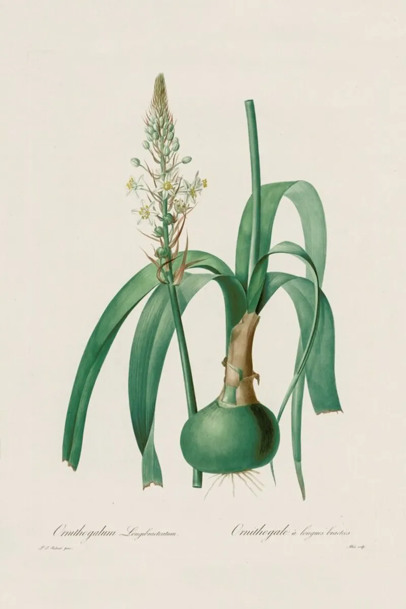 Ornithogalum Longibracteatum, 1802-1816 -Henry Joseph Redouté alluminio dibond da Artokoloro Quint Lox Ltd