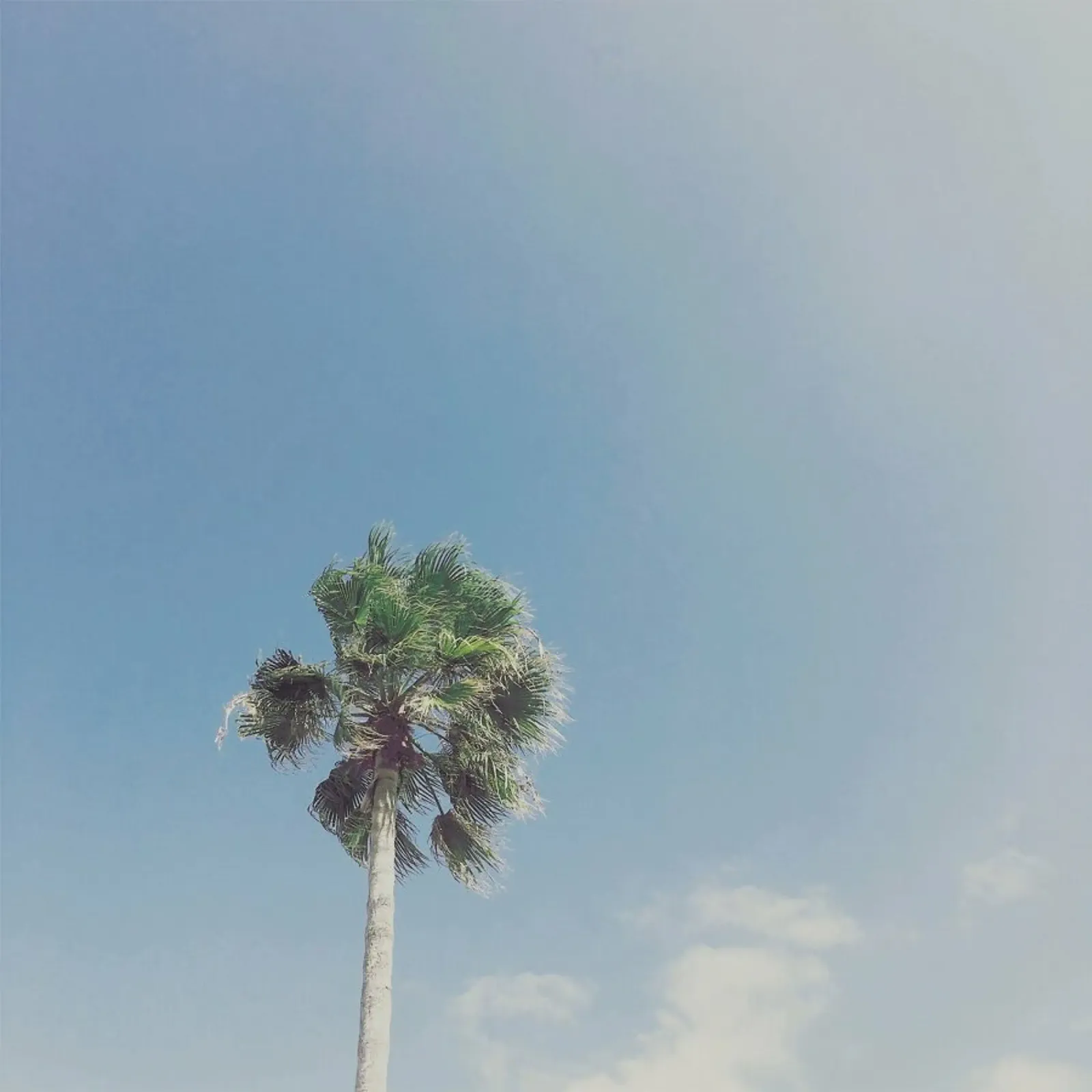 Lone Palm pellicola backlit da Cassia Beck Photography