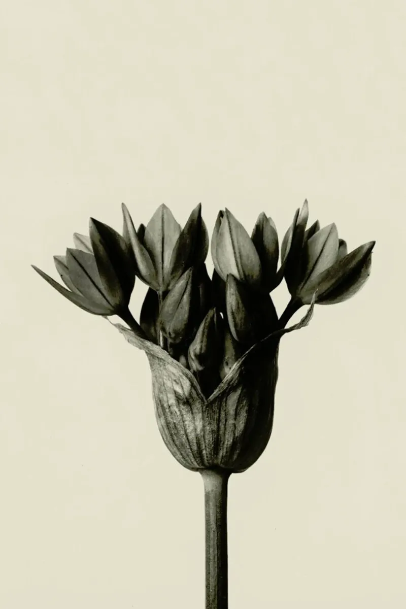 Allium Ostrowskianum, Knoblauchpflanze - Karl Blossfeldt pellicola backlit da Artokoloro Quint Lox Ltd