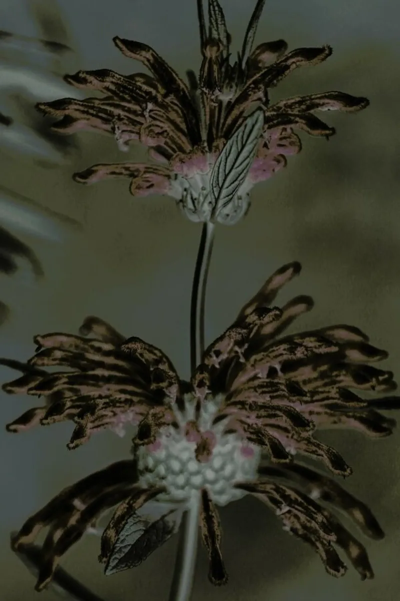 Wild Dagga pellicola backlit da Shot By Clint