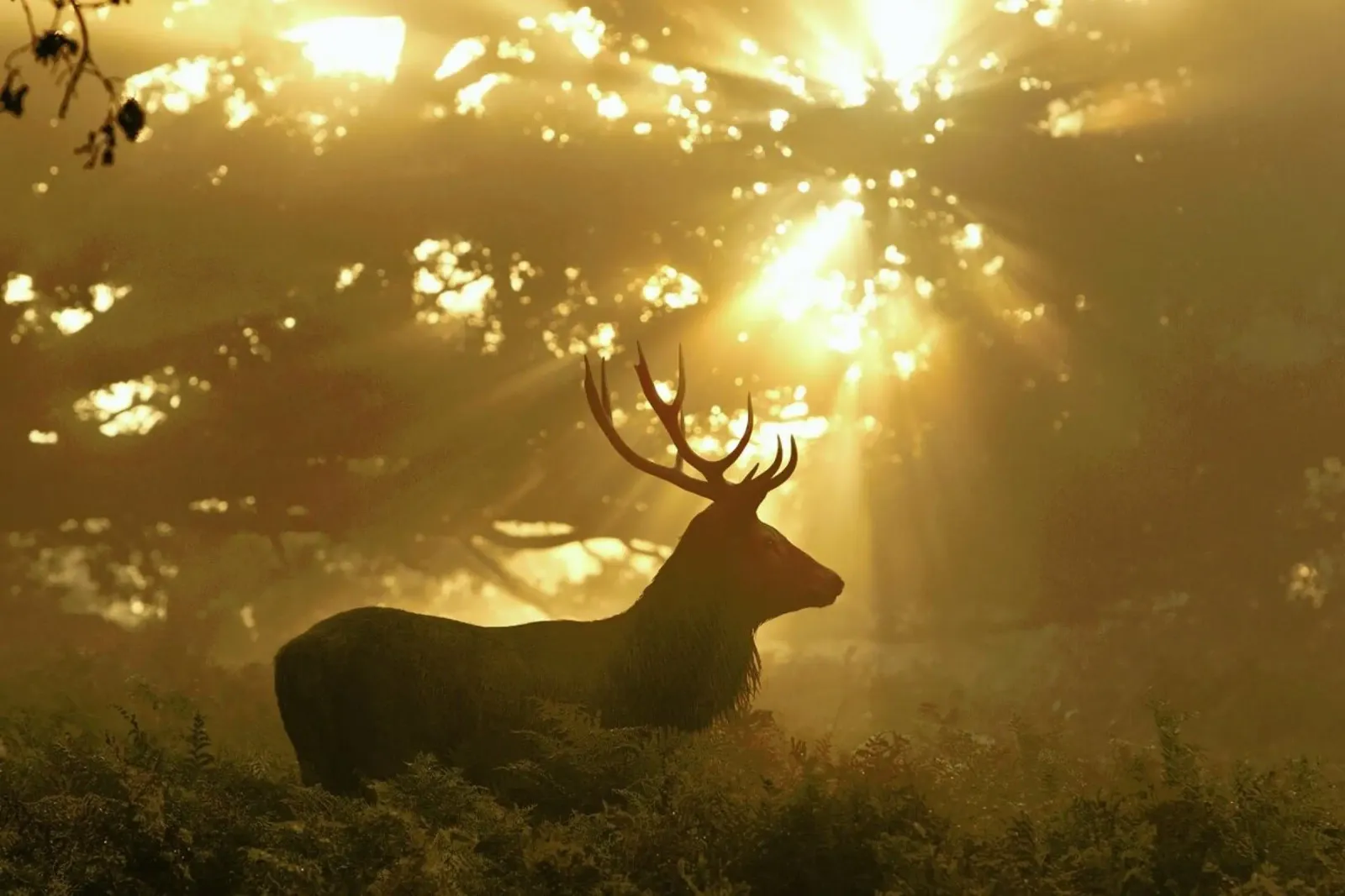 Ghost of the Forest - Greg Morgan plexiglass da Pictufy