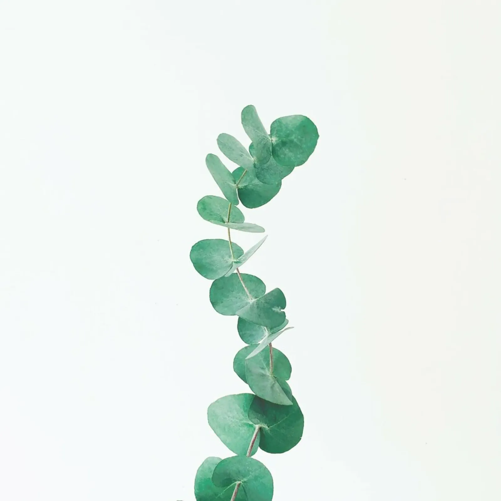 Eucalyptus III backlit film by Cassia Beck Photography
