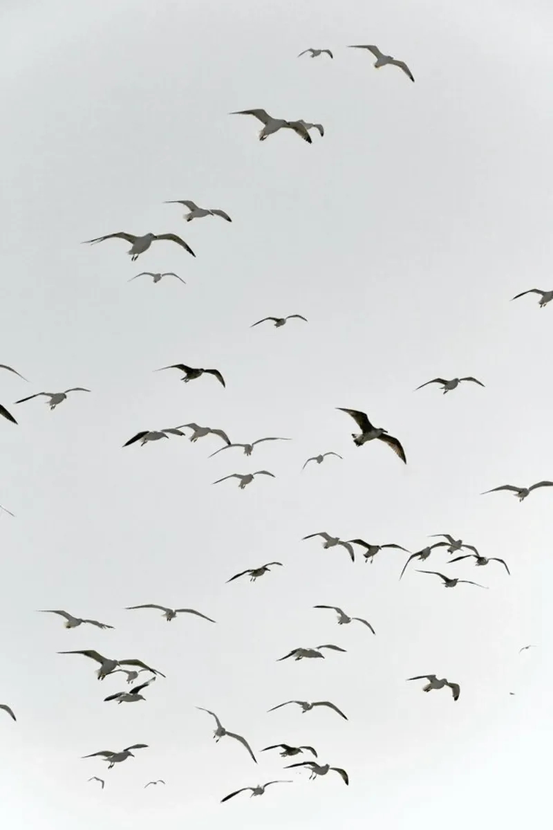 Fly High alu-dibond by Studio Nahili