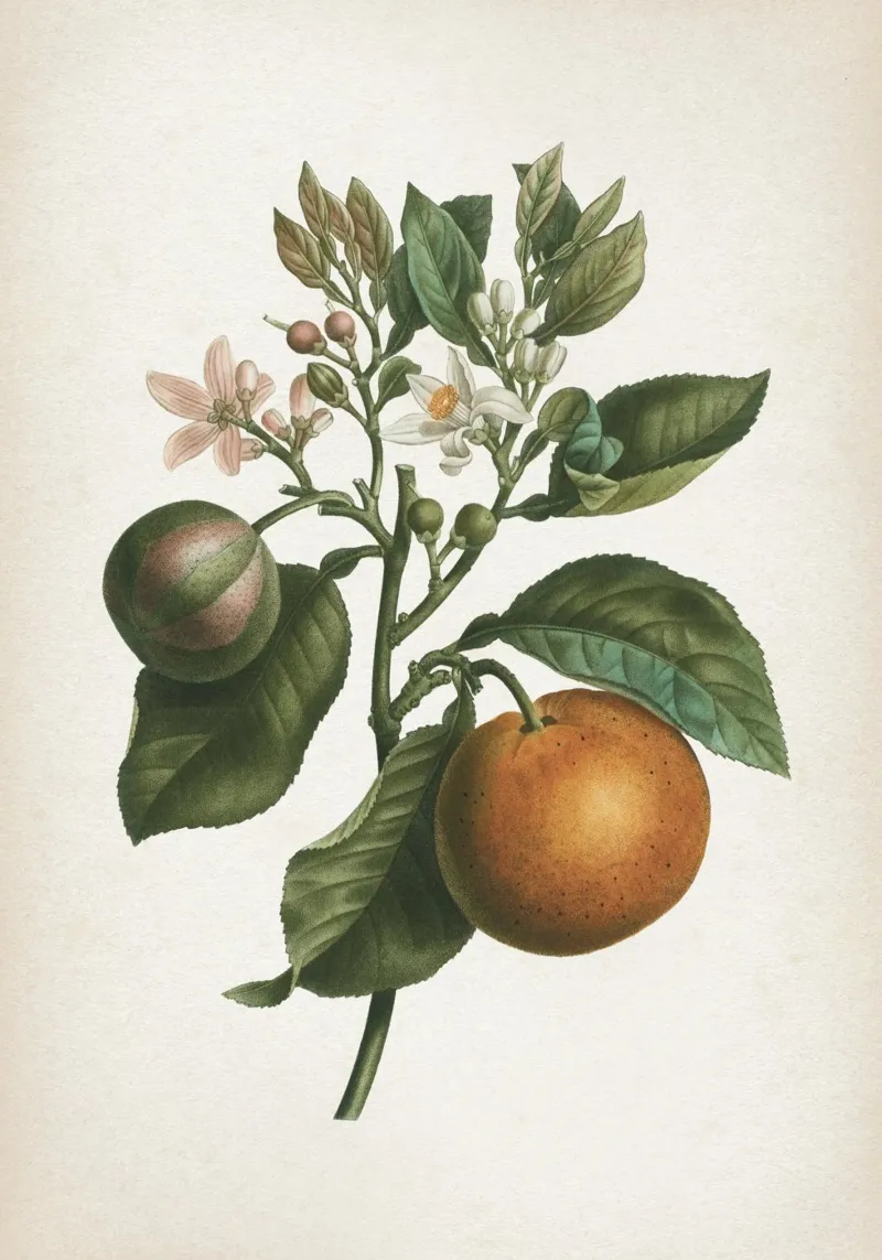 Vintage Redouté 1 Citrus Bigaradia pellicola backlit da Vintage Print Collection