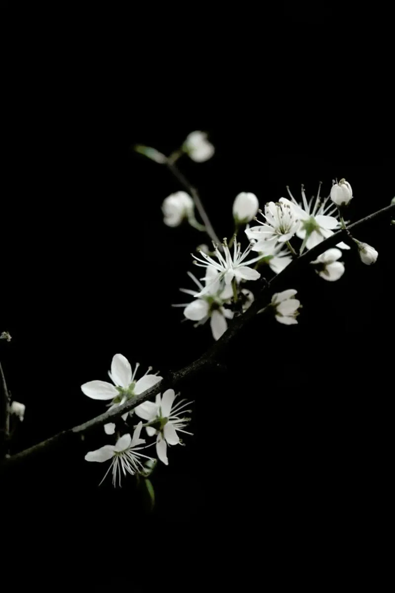 White Loves Black hahnemühle by Studio Nahili