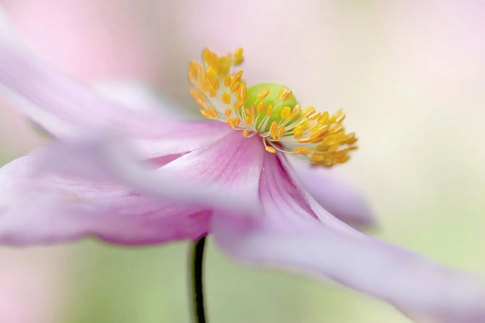 Japanese Anemone - Mandy Disher poster con telaio in legno da Pictufy