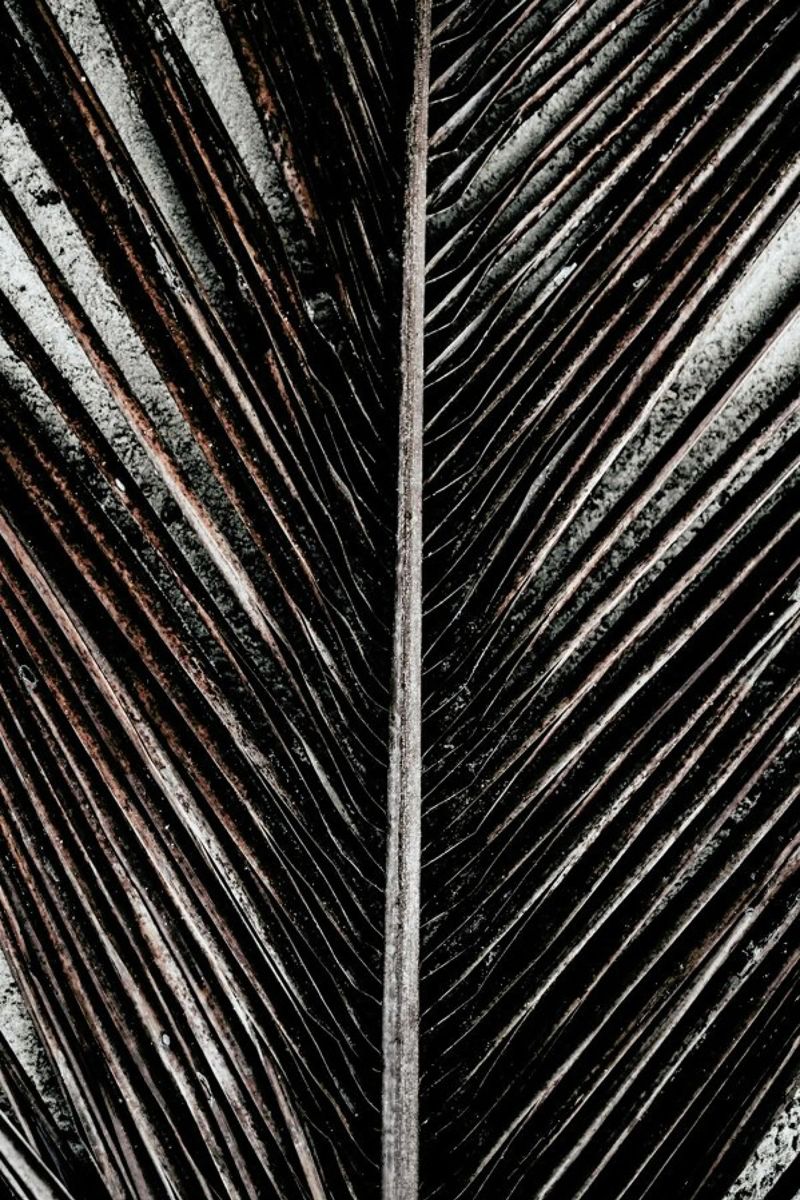 Beach Palm Patterns 12 alluminio dibond da Chris Abatzis