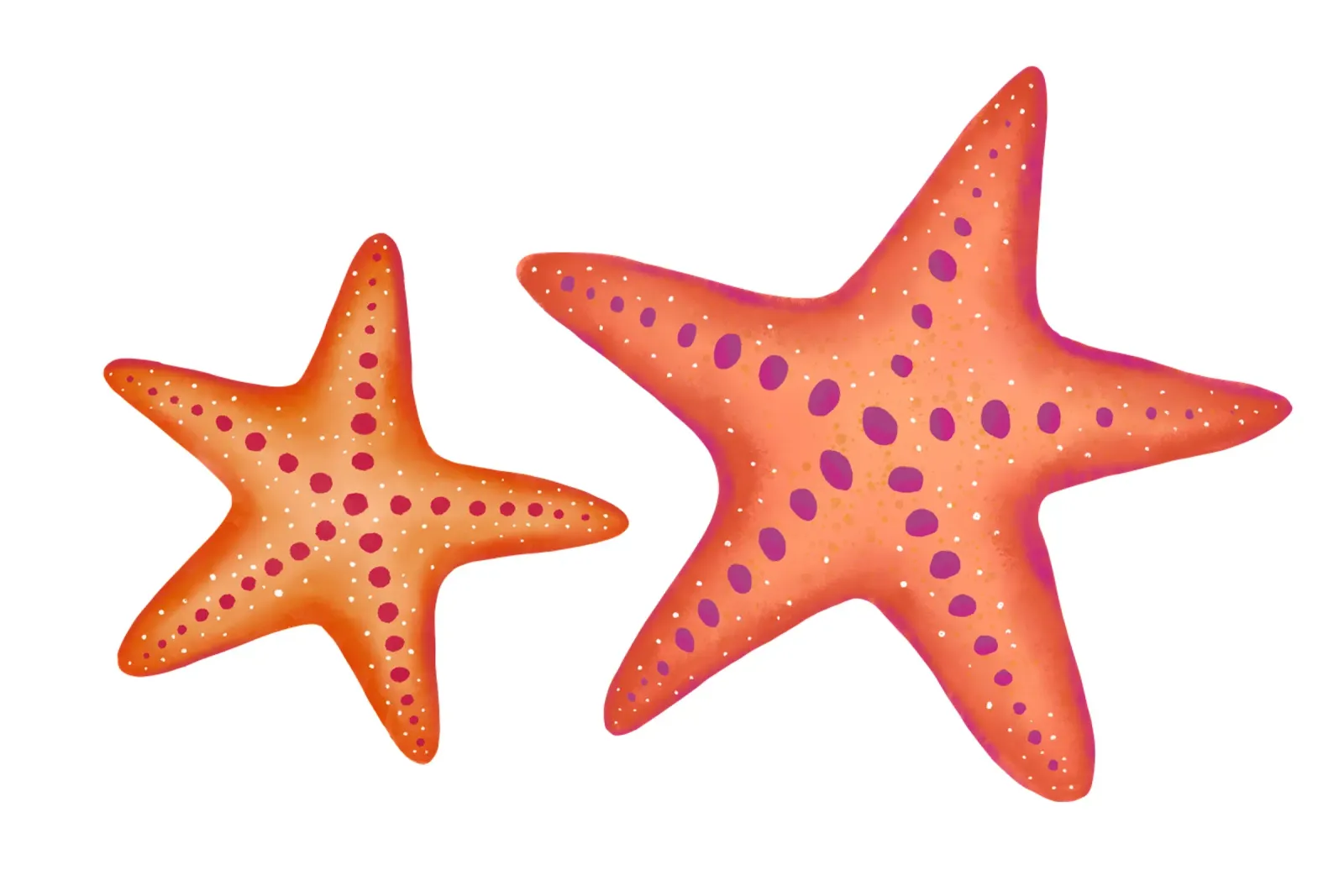 Stelle marine e conchiglie. Motivo marittimo ad acquerello poster con telaio in plastica da CalliLetters