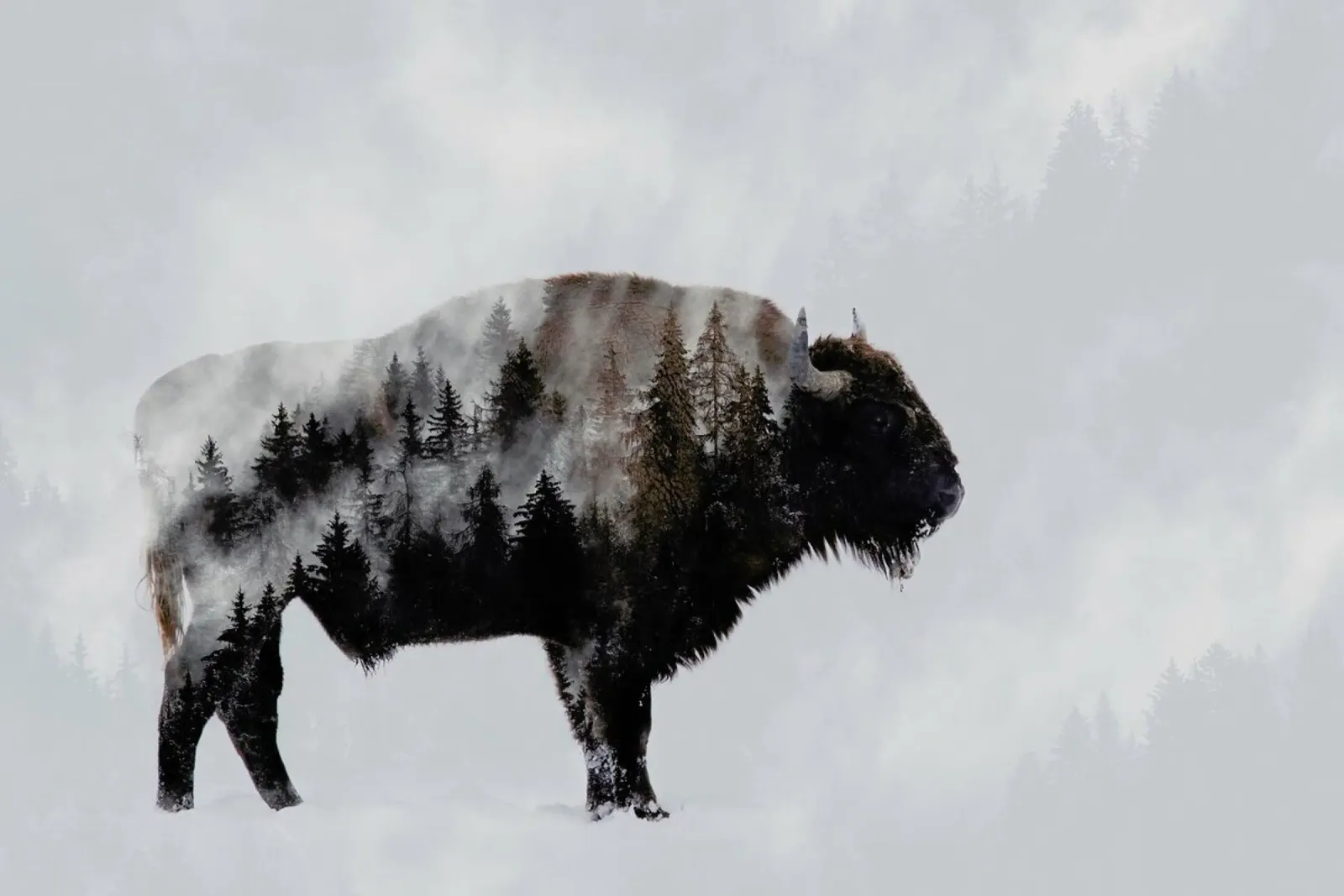 Bison - Double Exposure - AngyalosiBeáta poster con telaio in alluminio da Pictufy