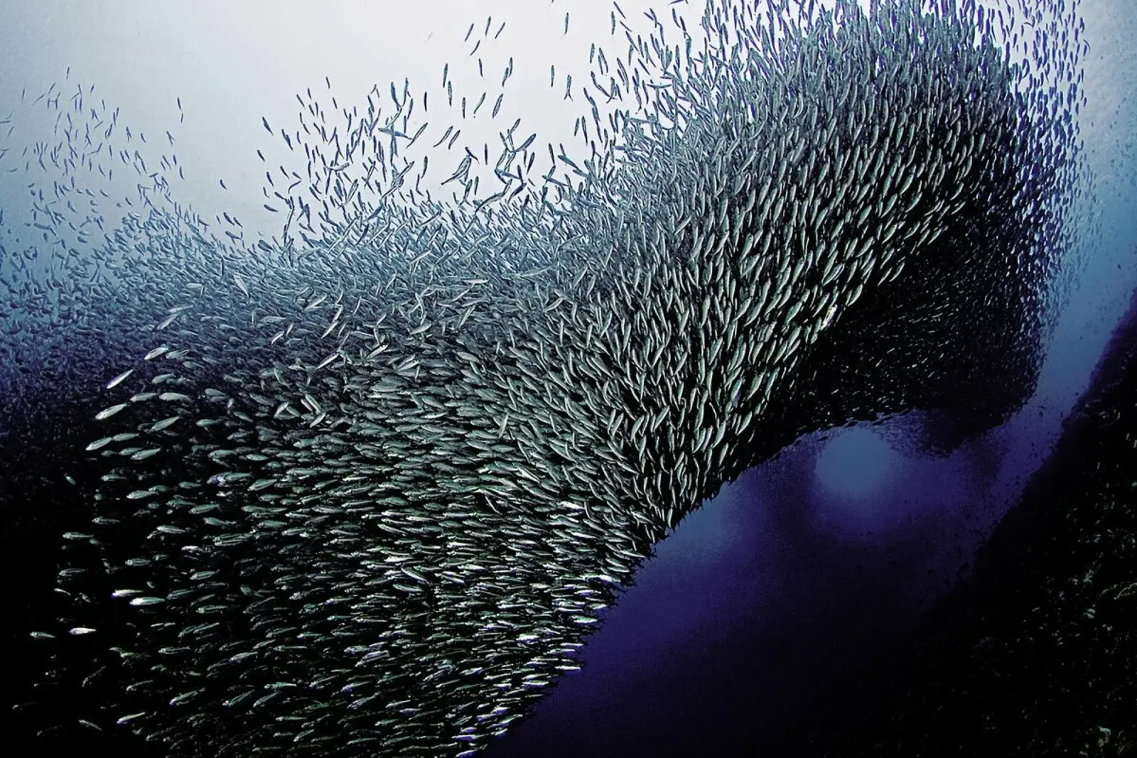Sardines Tornado - Henry Jager plexiglass da Pictufy