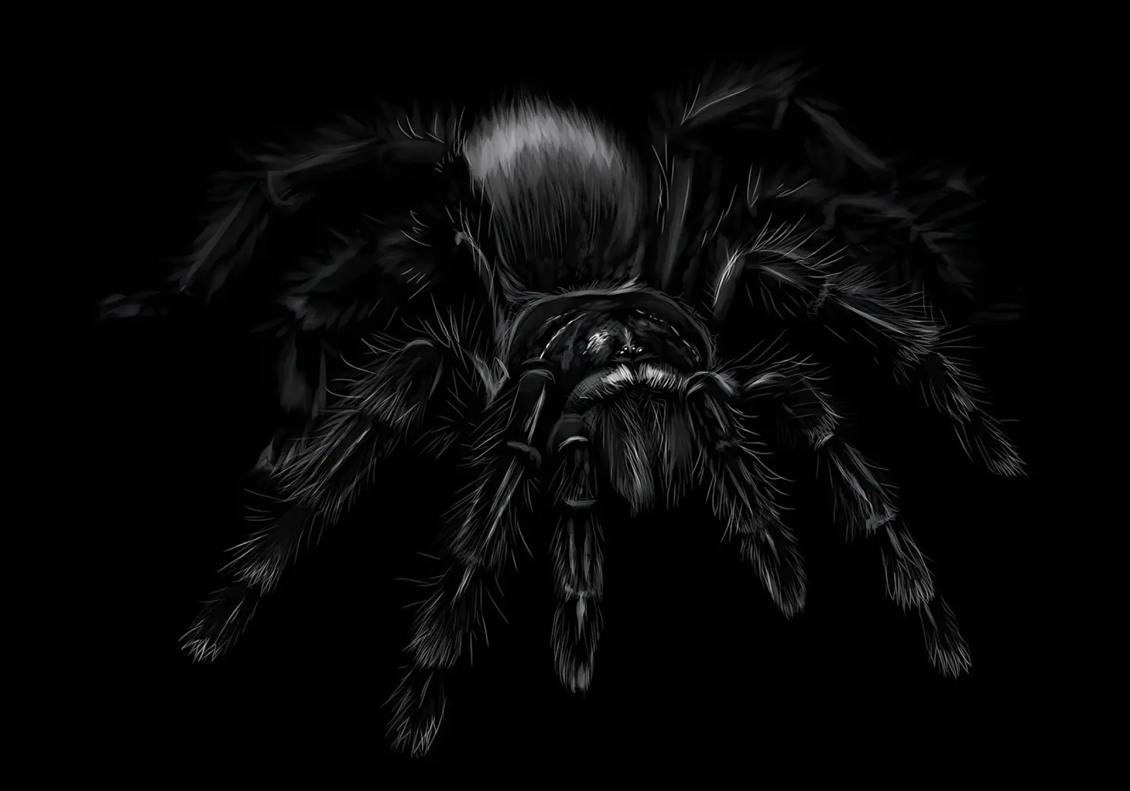 Grammostola pellicola backlit da Delaplane