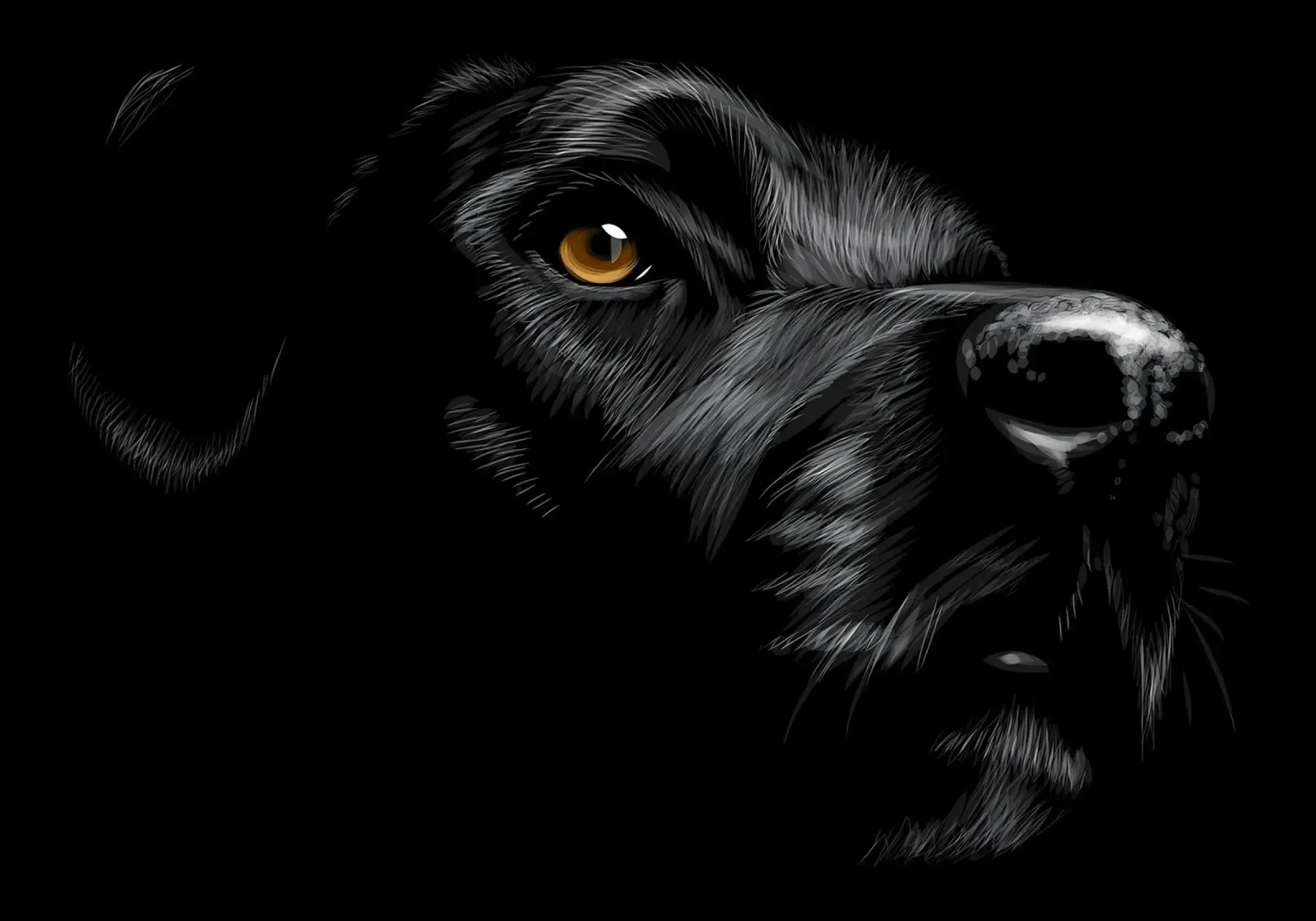 Labrador pellicola backlit da Delaplane
