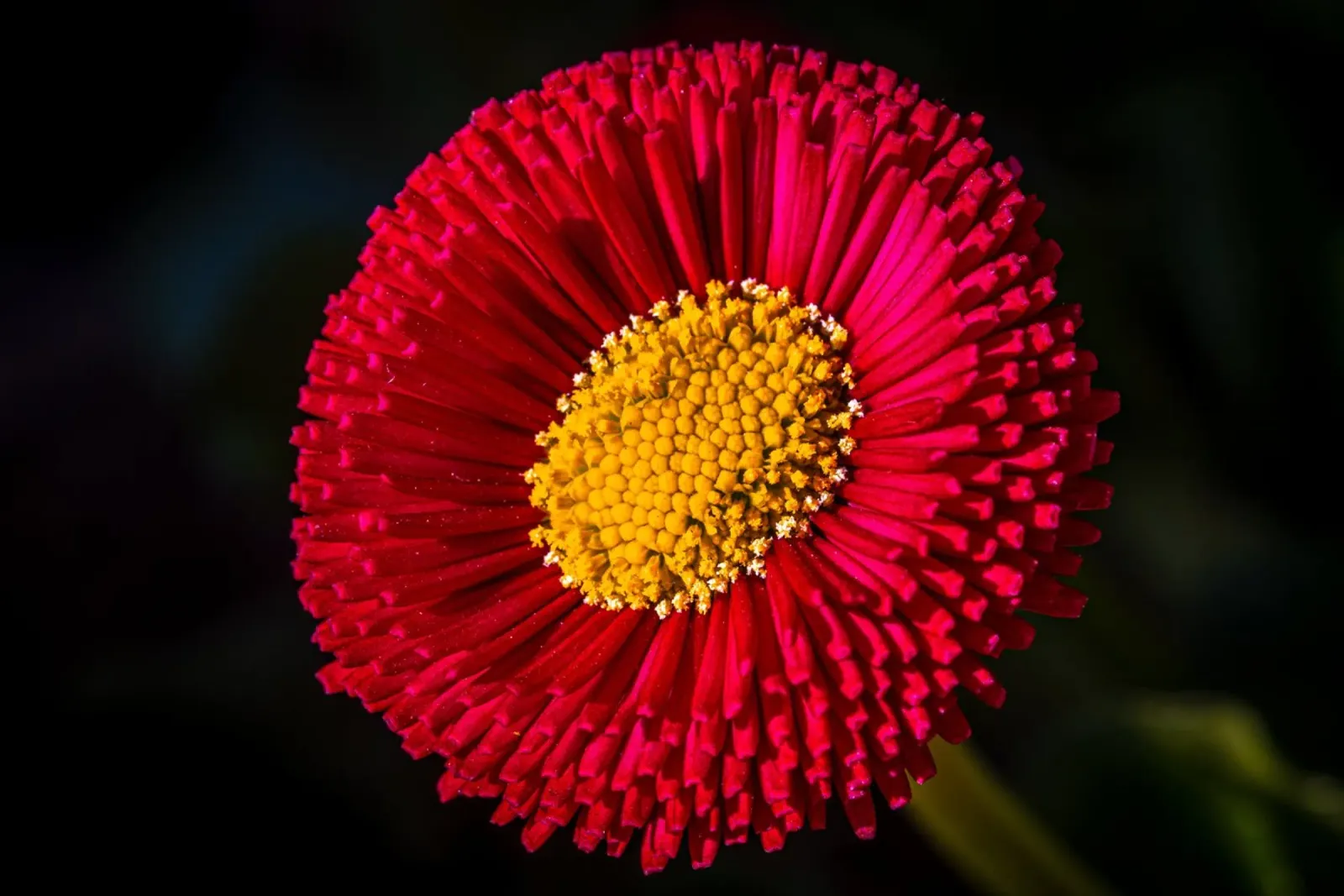 Red daisy in spring canvas by Marcus Beckert | Fotografie