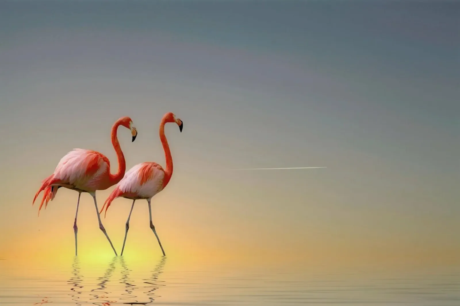 Serenity II - Anna Cseresnjes poster da Pictufy