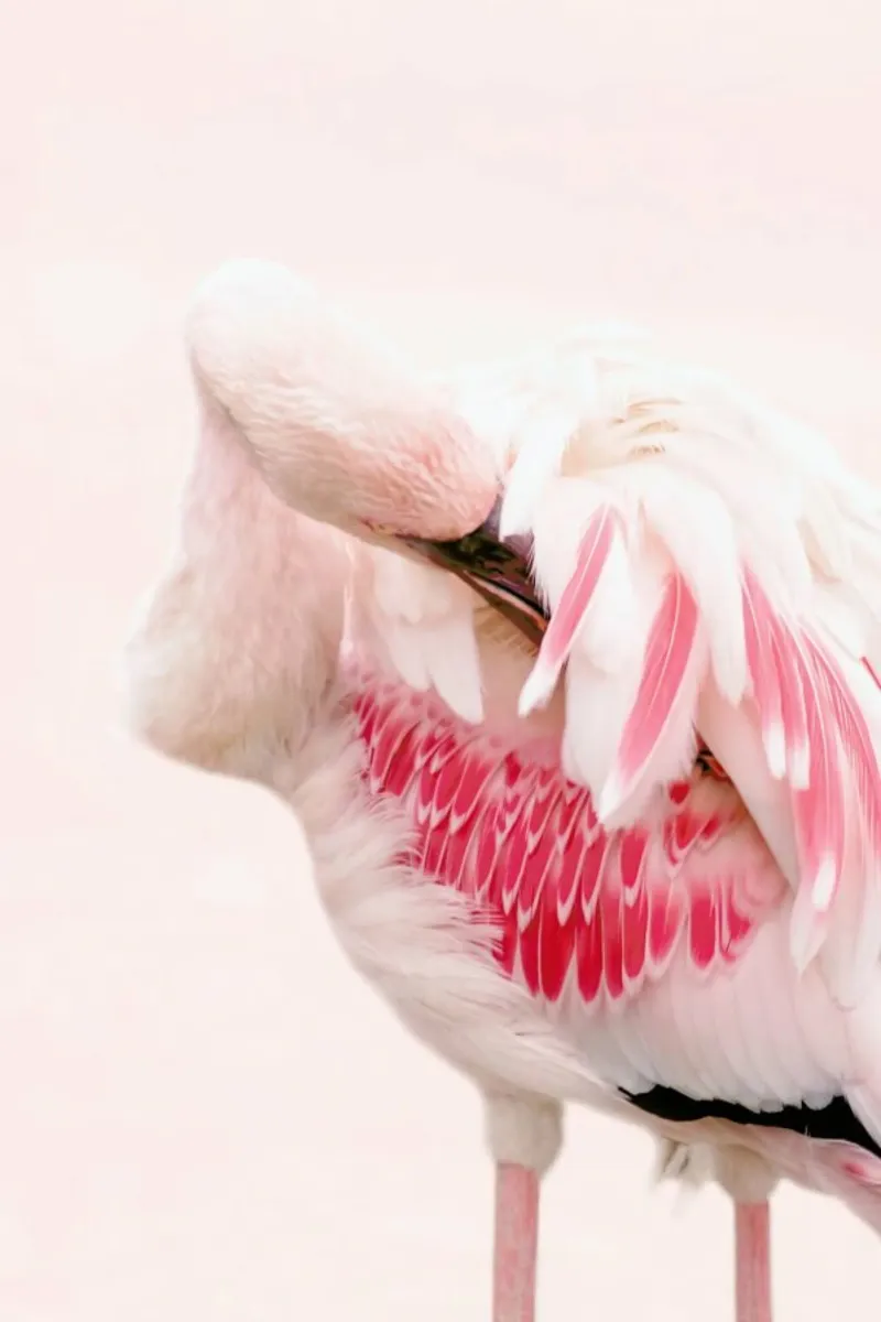 Flamingo Pink pellicola backlit da Ingrid Beddoes