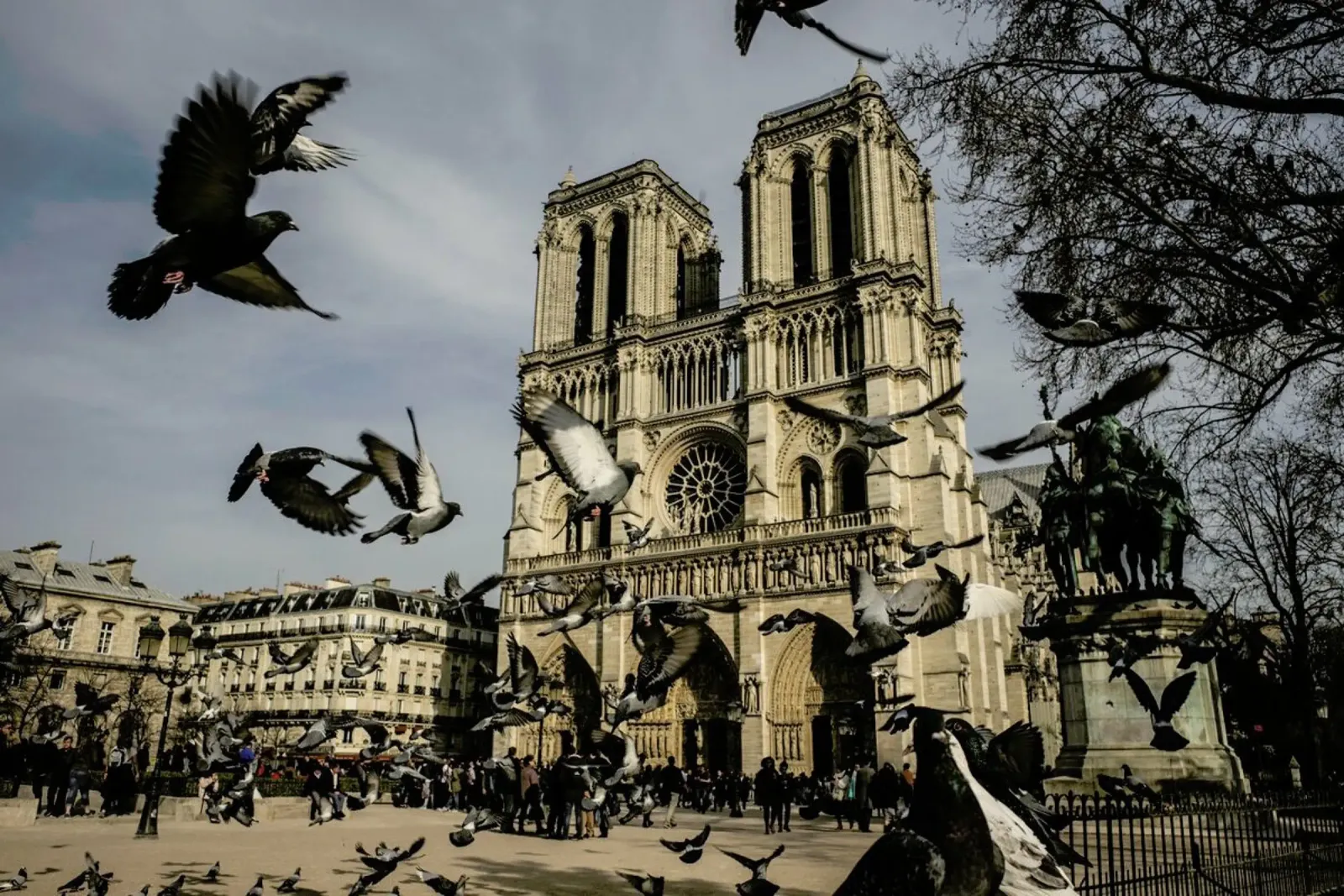 The Birds of Notre Dame by Michael Kraus pellicola backlit da EyeEm Mobile GmbH
