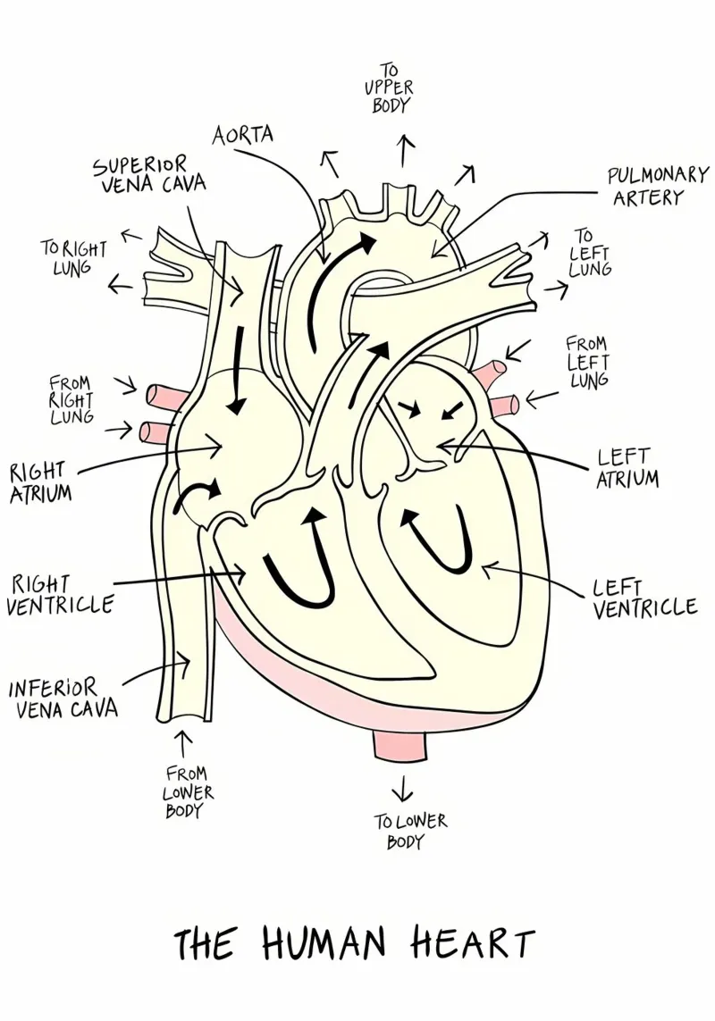 Anatomia del cuore pellicola backlit da Mikesell