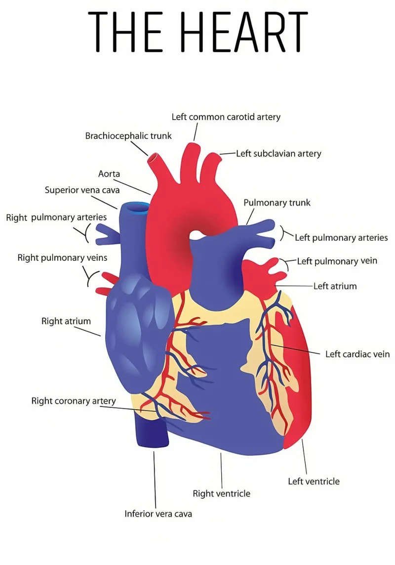 Anatomia del cuore pellicola backlit da Mikesell