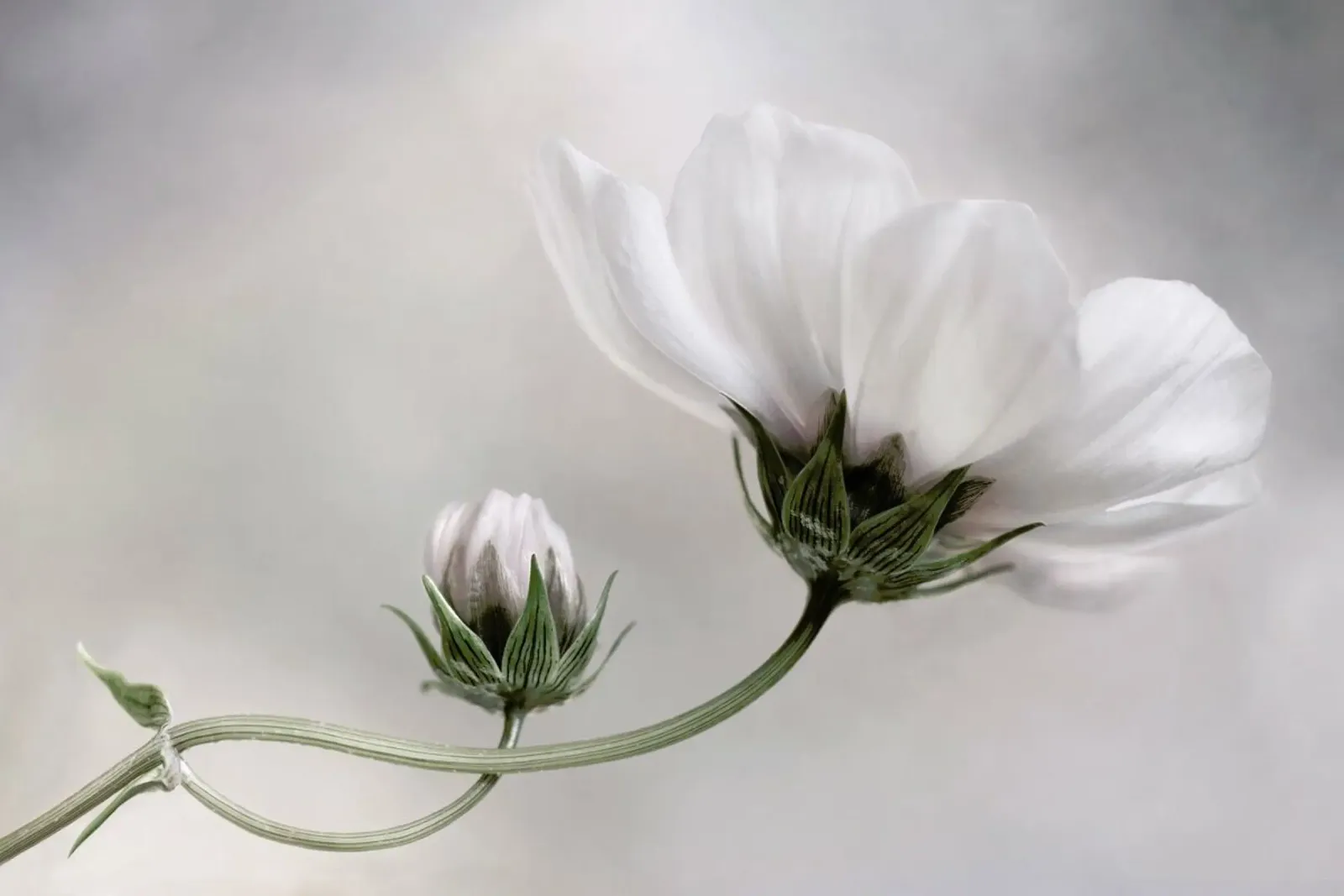 Semplicemente Cosmos - Mandy Disher carta hahnemühle da Pictufy