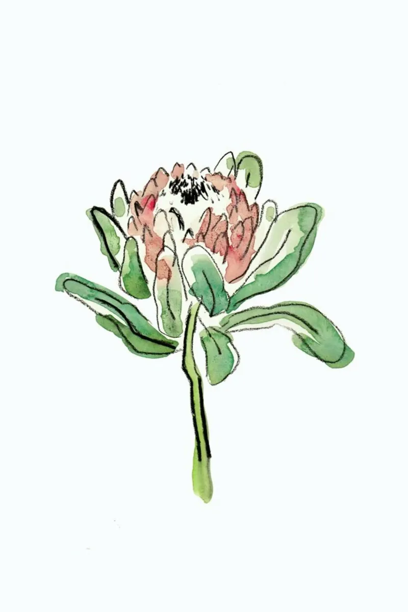 Protea carta hahnemühle da Farina Kuklinski