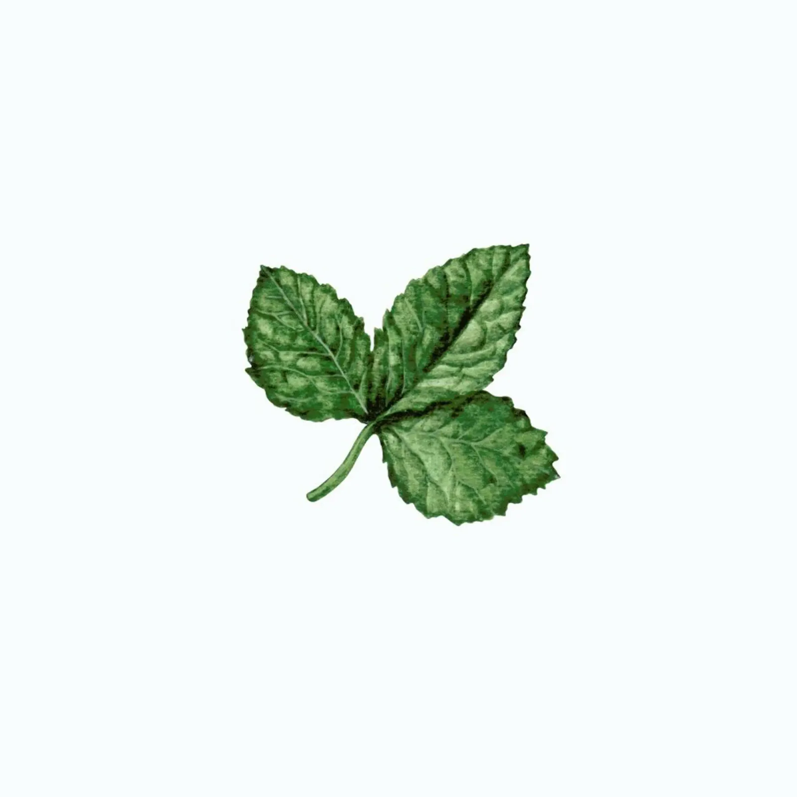 Strawberry Leaf canvas by Maria Vdovichenko