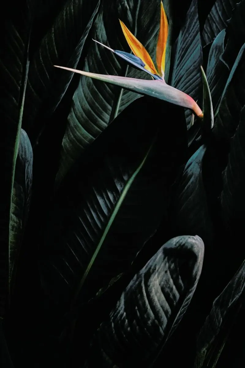 Bird of Paradise pellicola backlit da Amy & Kurt