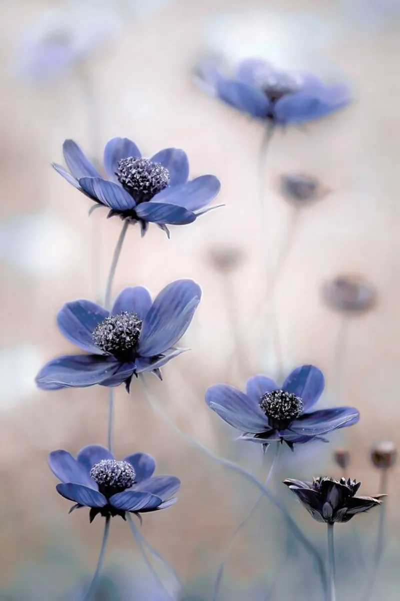 Cosmos blue alluminio dibond da Pictufy