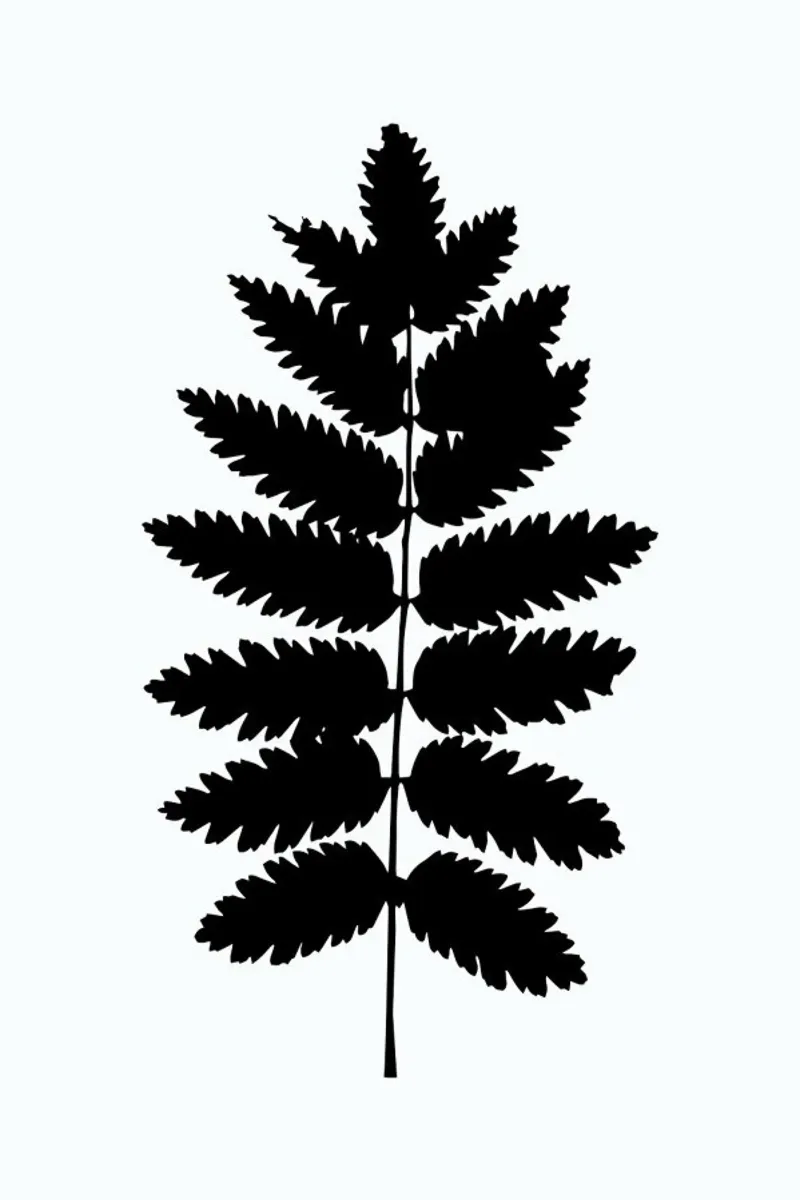 Leaf Specimen Fern pellicola backlit da Oh Darling