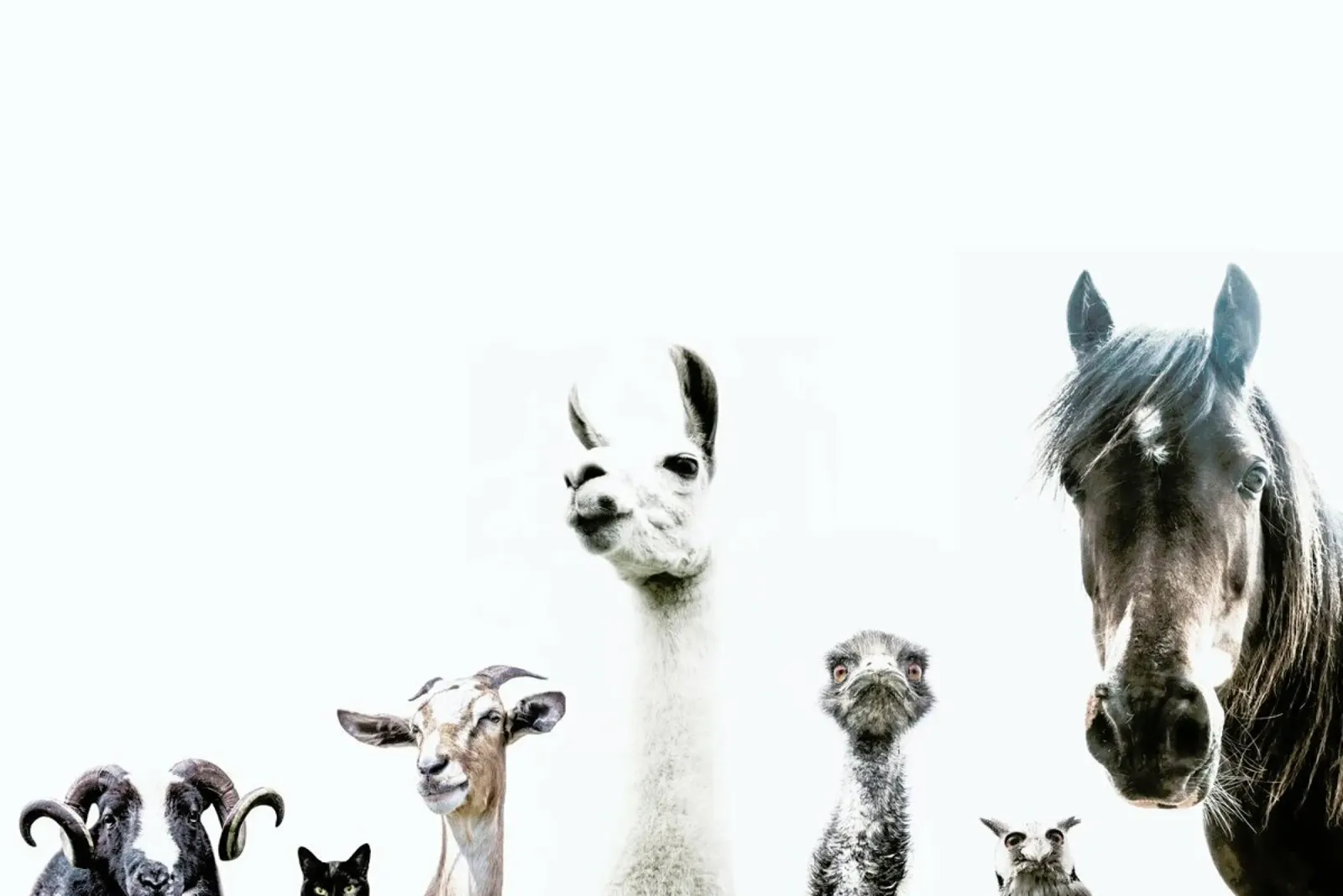 Animal Crew canvas by Victoria Frost