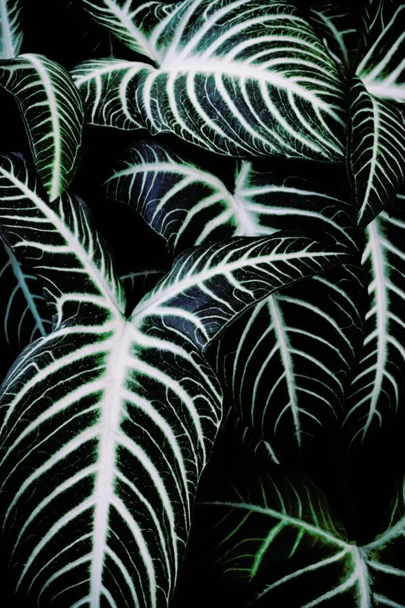 Jungle 2 pellicola backlit da Amy & Kurt
