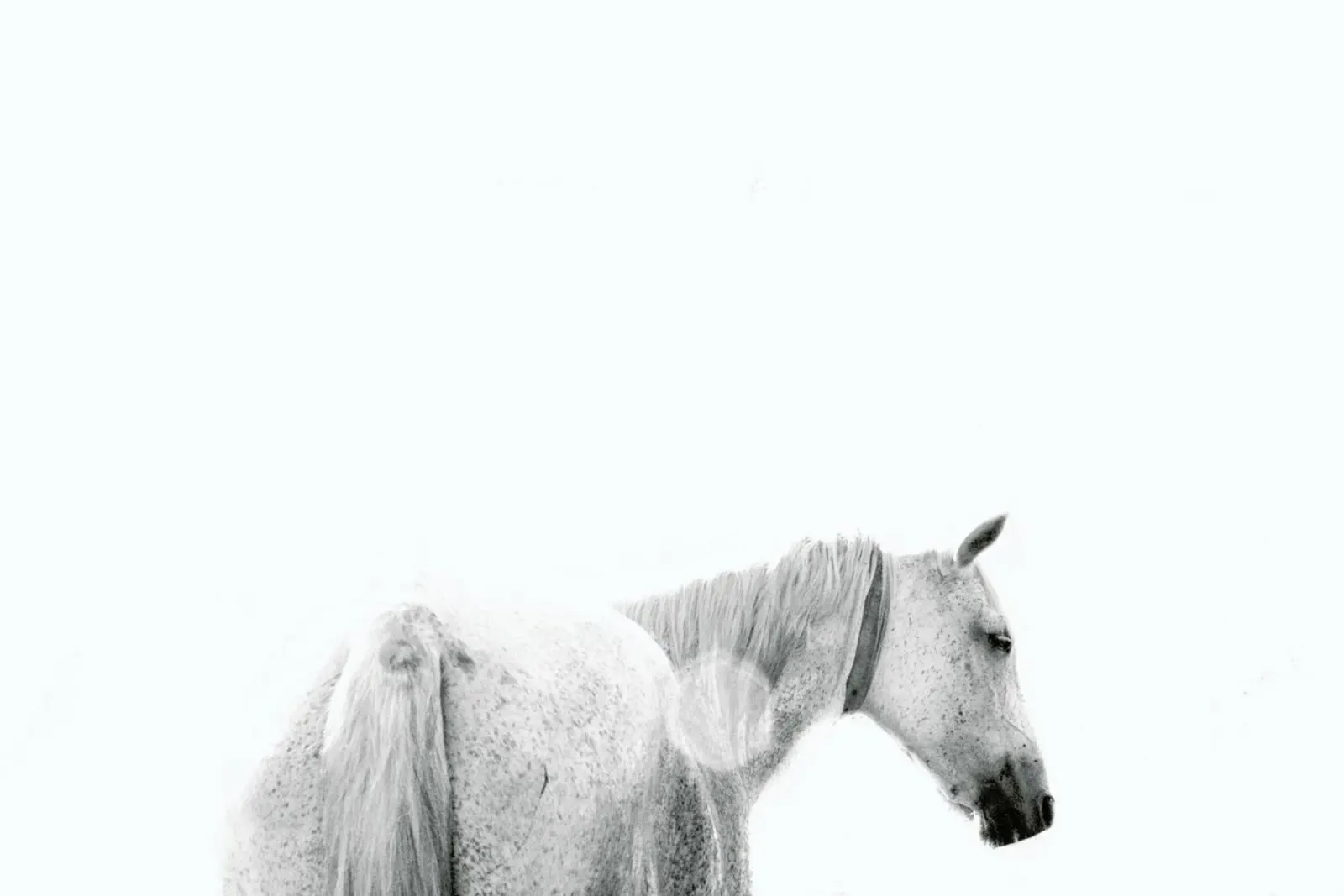 Horses Back poster con telaio in alluminio da Victoria Frost